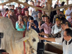 pemkab lamongan jelang idul adha pemkab lamongan jelang idul adha