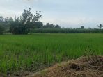 sawah jember sawah jember