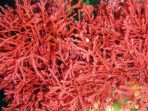 alga merah