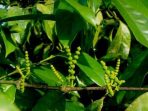 daun melinjo daun melinjo