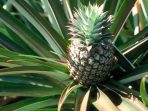 daun nanas