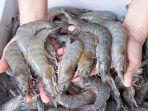 udang mentah