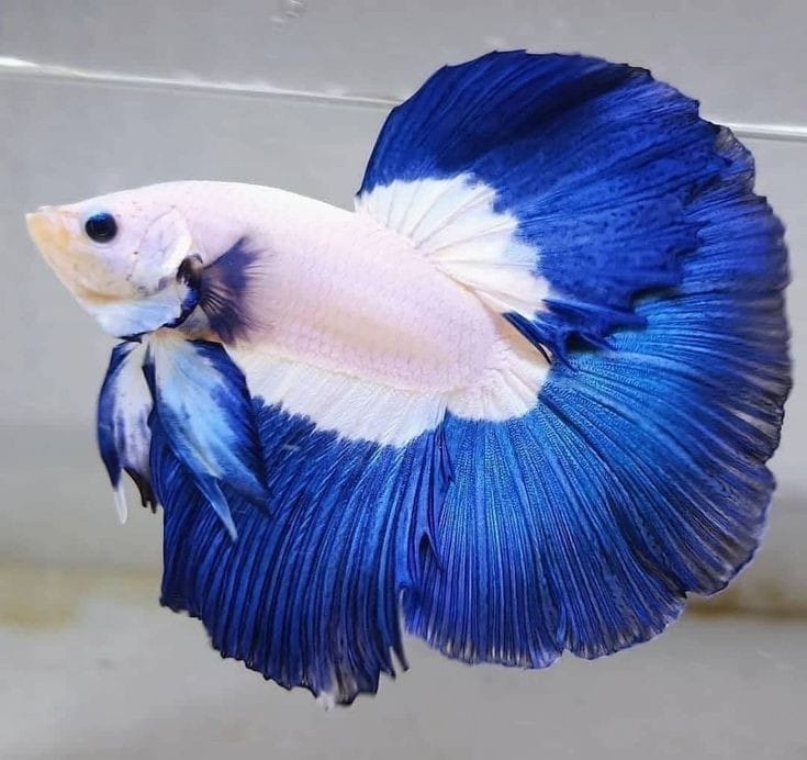 ikan cupang
