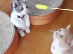 kucing
