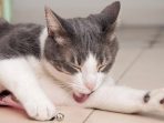 kucing