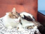 kutu kucing