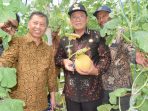 MELON LAMONGAN