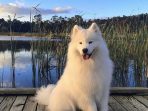 anjing mahal