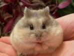 hamster