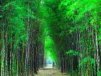 hutan bambu hutan bambu