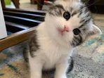 kucing v