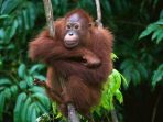 orang utan