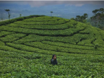 kebun teh jamus