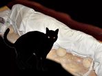 kucing kucing