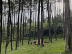 bandung bandung