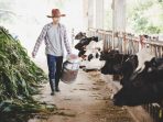 bisnis peternakan