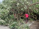 pohon tumbang pohon tumbang