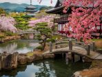 sakura sakura