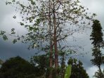 pohon randu