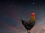 ayam berkokok ayam berkokok