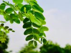 daun kelor