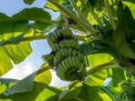 pisang