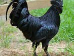 ayam cemani ayam cemani