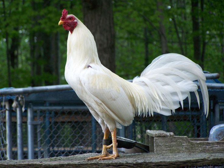 ayam jago puith