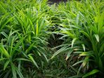 daun pandan daun pandan