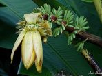jantung pisang jantung pisang