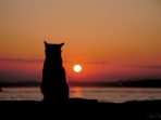 kucing kucing