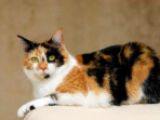kucing kembang telon