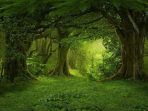 Hutan