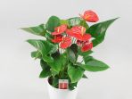 bunga anthurium bunga anthurium