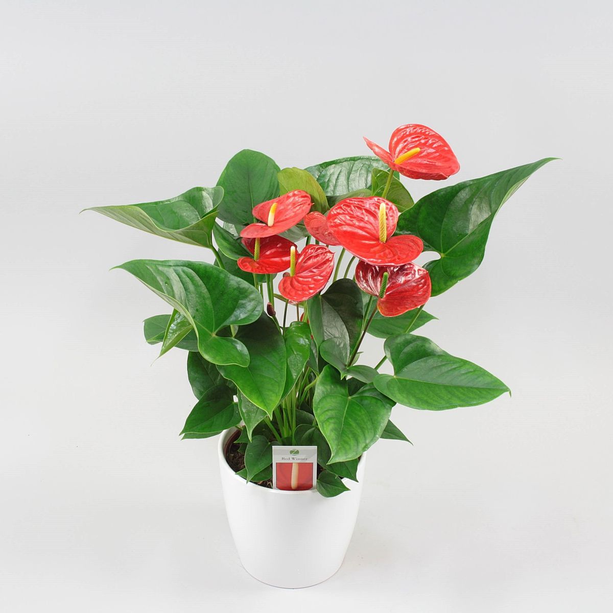 bunga anthurium
