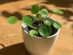 pilea pilea