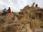 kenaikan harga gkp saat panen gadu di petani 2615289