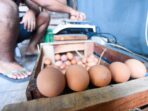telur telur