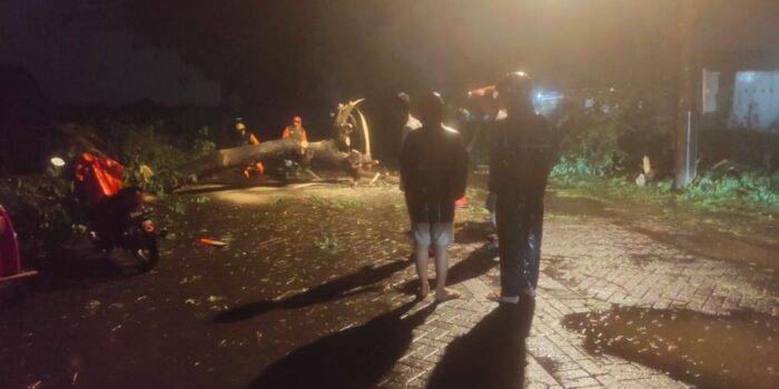 2 Pohon Besar Tumbang saat Sidoarjo Diterjang Hujan dan Angin Kencang 1 59a6085a a911 4777 8cc3 8e6a719a0a9c