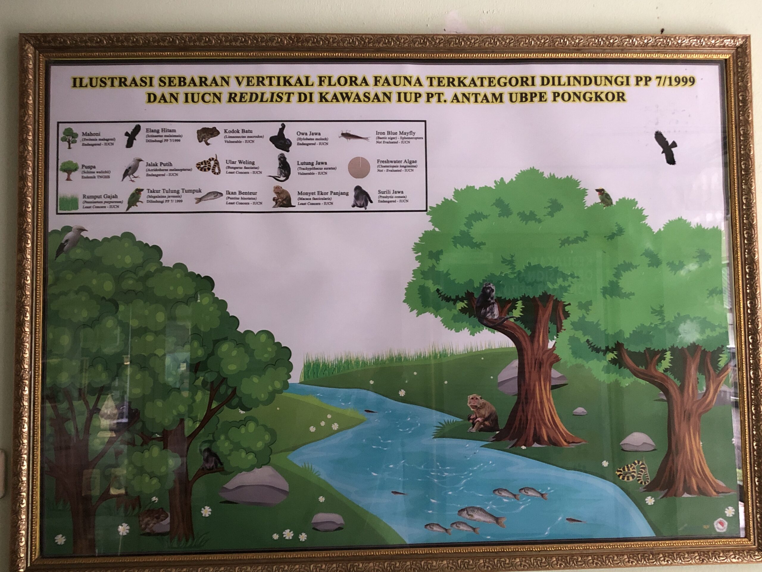Reklamasi dan Revegetasi Bekas Tambang Emas Pongkor: Habitat Tanaman-Satwa Endemik 3 IMG 7424 scaled