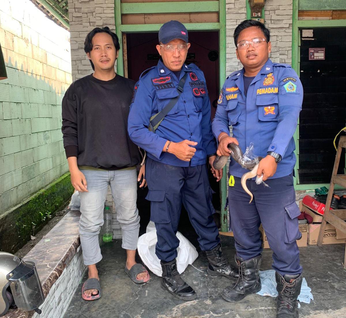 Kamar Warga Sidoarjo Disusupi Kobra, Damkar Cepat Tangkap Tanpa Kendala 1 acdaeed2 5d89 49df b598 a8b68a20fea1