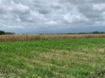 sawah sawah