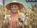 Panen raya jagung di Sumbawa