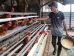 Salah satu peternak ayam petelur di Kabupaten Blitar.