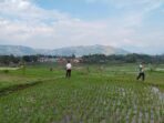 Lahan sawah padi di Jabar