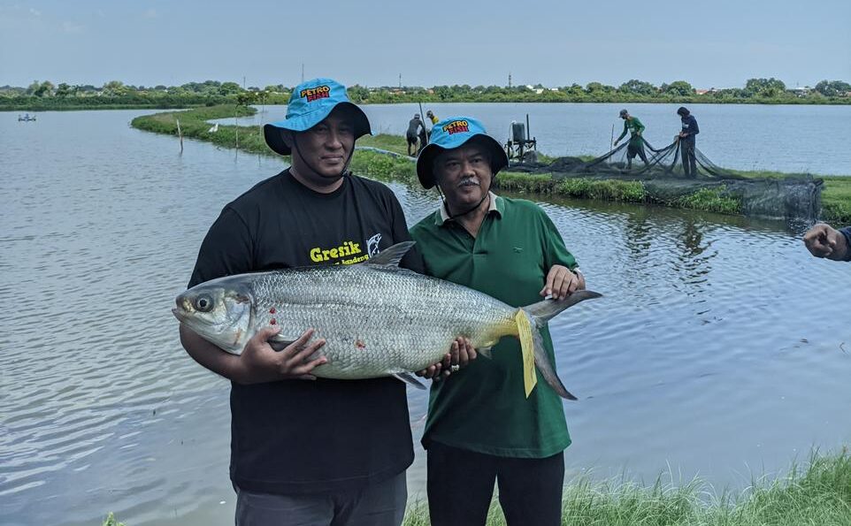 Syaifullah Mahdi memamerkan bandeng raksasa untuk kontes bandeng kawak gresik