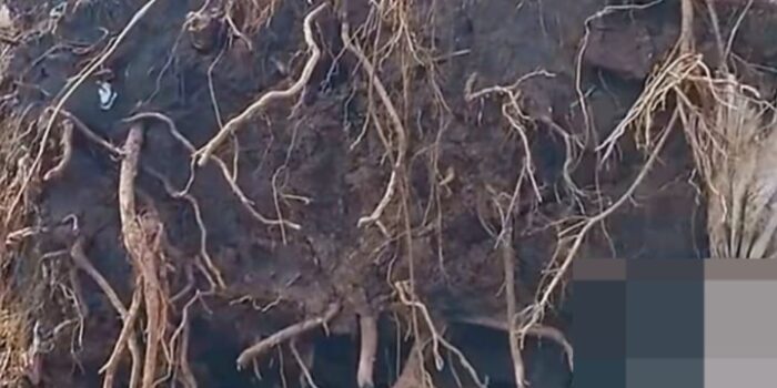 WhatsApp Image 2026 03 31 at 6.11.22 PM